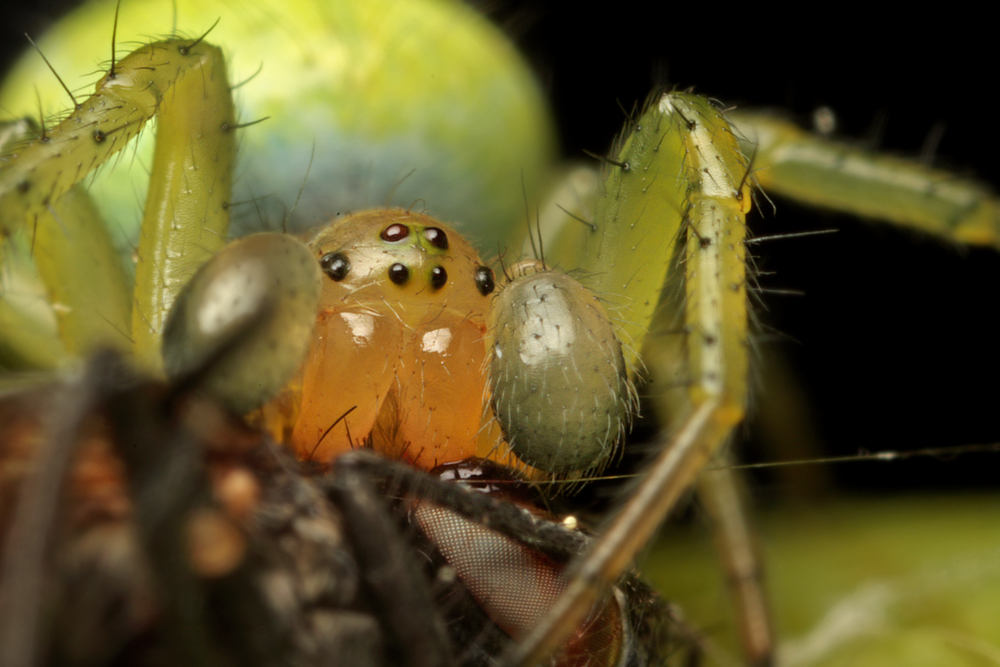 Orb-Web Spider with prey 4